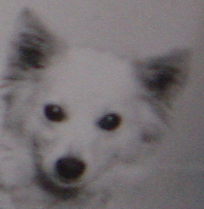 black eyed dog